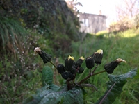 cantara piccole gole19022012 050